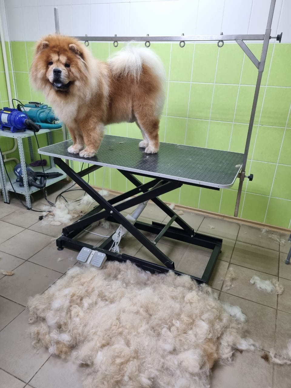 Groomed Golden Retriever